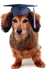 Grad Dog